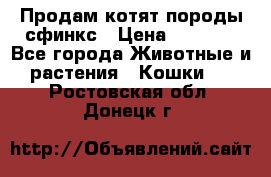 Продам котят породы сфинкс › Цена ­ 4 000 - Все города Животные и растения » Кошки   . Ростовская обл.,Донецк г.